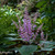 Plectranthus 06. 