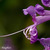 Plectranthus 10. 