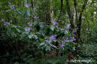 Plectranthus 05. 