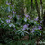 Plectranthus 05. 
