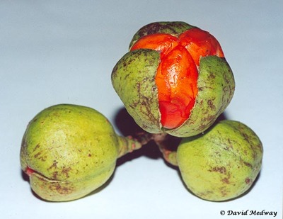 Kohekohe fruit . 