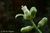 Kohekohe flowers 4. 