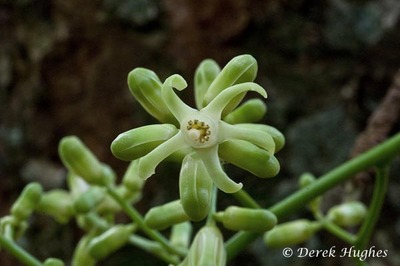 Kohekohe flowers 3. 