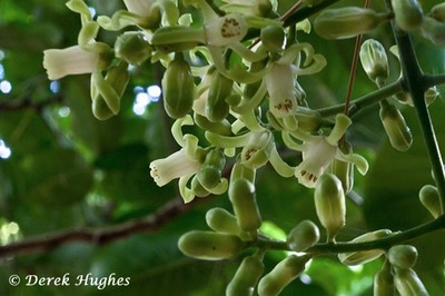 Kohekohe flowers 2. 