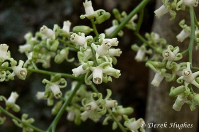 Kohekohe flowers 9. 