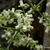 Kohekohe flowers 9. 