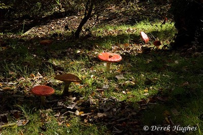 Fly Agaric 12. 