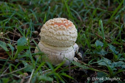 Fly Agaric 02. 