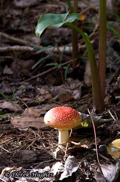 Fly Agaric 05. 