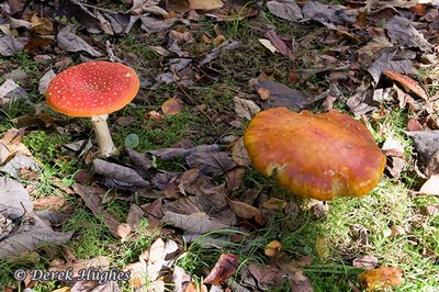 Fly Agaric 10. 