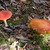 Fly Agaric 10. 