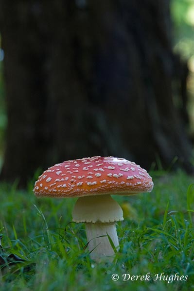 Fly Agaric 06. 