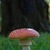 Fly Agaric 06. 