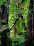 Brooklands bush walk3. 
