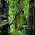 Brooklands bush walk3. 