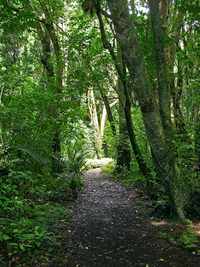 Brooklands bush walk5. 