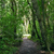 Brooklands bush walk5. 