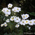 Japanese Anemone 4. 