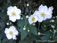 Japanese Anemone 2. 