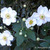 Japanese Anemone 2. 