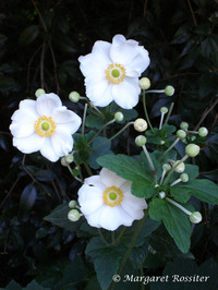 Japanese Anemone 1. 