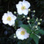 Japanese Anemone 1. 