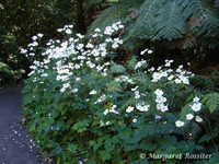 Japanese Anemone 5. 