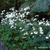 Japanese Anemone 5. 