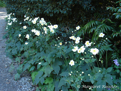 Japanese Anemone 3. 