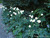 Japanese Anemone 3. 