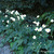 Japanese Anemone 3. 