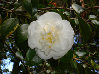 Camellia welbankiana 02. 