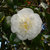 Camellia welbankiana 02. 