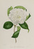Camellia welbankiana sketch 08. 