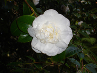 Camellia welbankiana 01. 