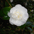 Camellia welbankiana 01. 