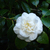 Camellia welbankiana 03. 