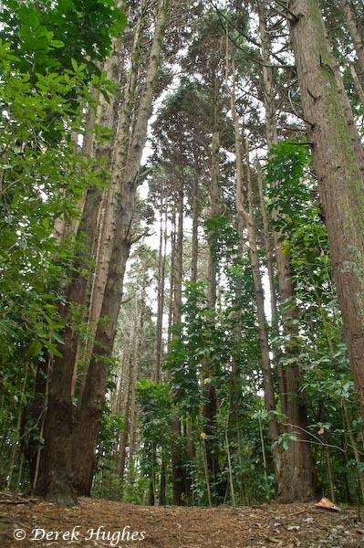 Kaimata shelterbelt 3. 
