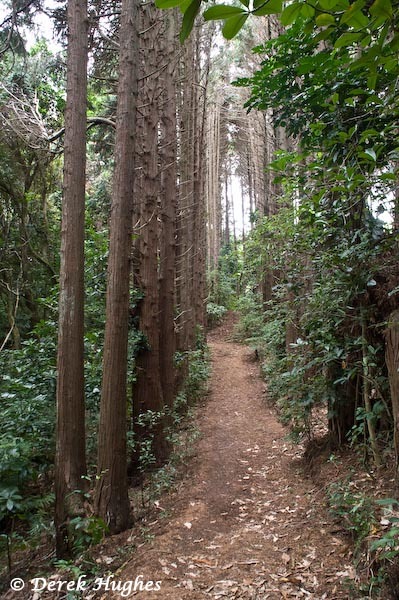 Kaimata shelterbelt 5. 
