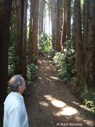Kaimata shelterbelt 1. 