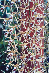 Close-up of Coelogyna pulverula flowerspikes . 