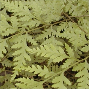 fern300x300. 
