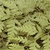 fern300x300. 