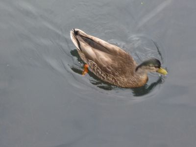 Duck swimming. 