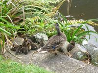 Duck and ducklings. 