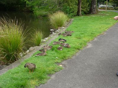 Group of ducks. 