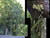Racecourse access kohekohe trees. 