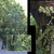 Racecourse access kohekohe trees. 