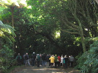 Under the Kohekohe Archway. 