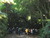 Under the Kohekohe Archway. 
